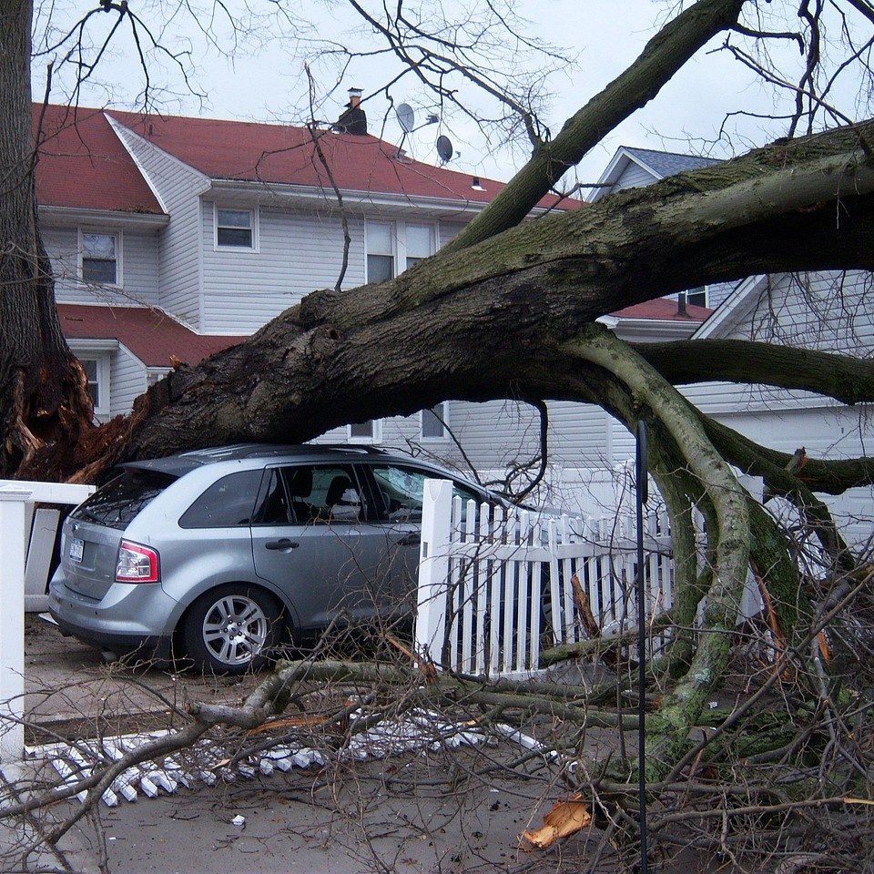 Large tree split at its base and fallen onto a silver SUV and a white picket fence in front of a house