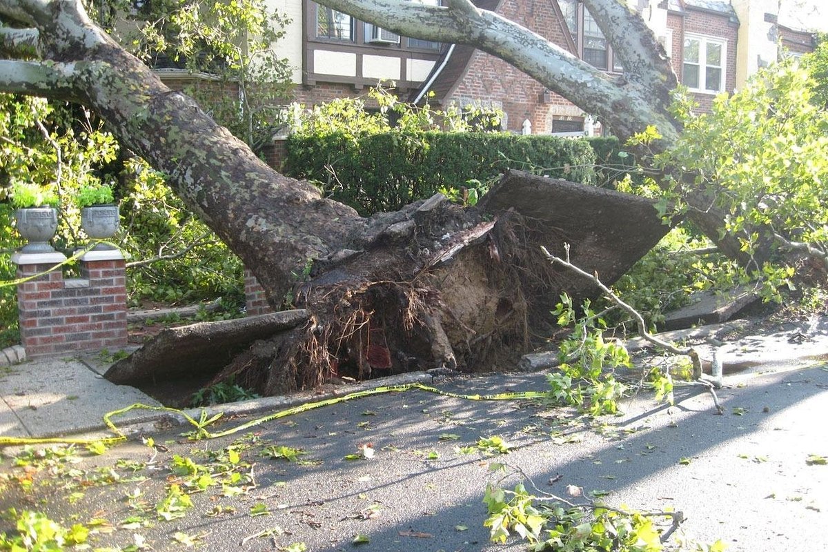 Large tree uprooted onto a sidewalk in front of a brick house, its roots and broken concrete lifted from the ground